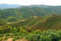来贵溪这里，邂逅美丽茶山