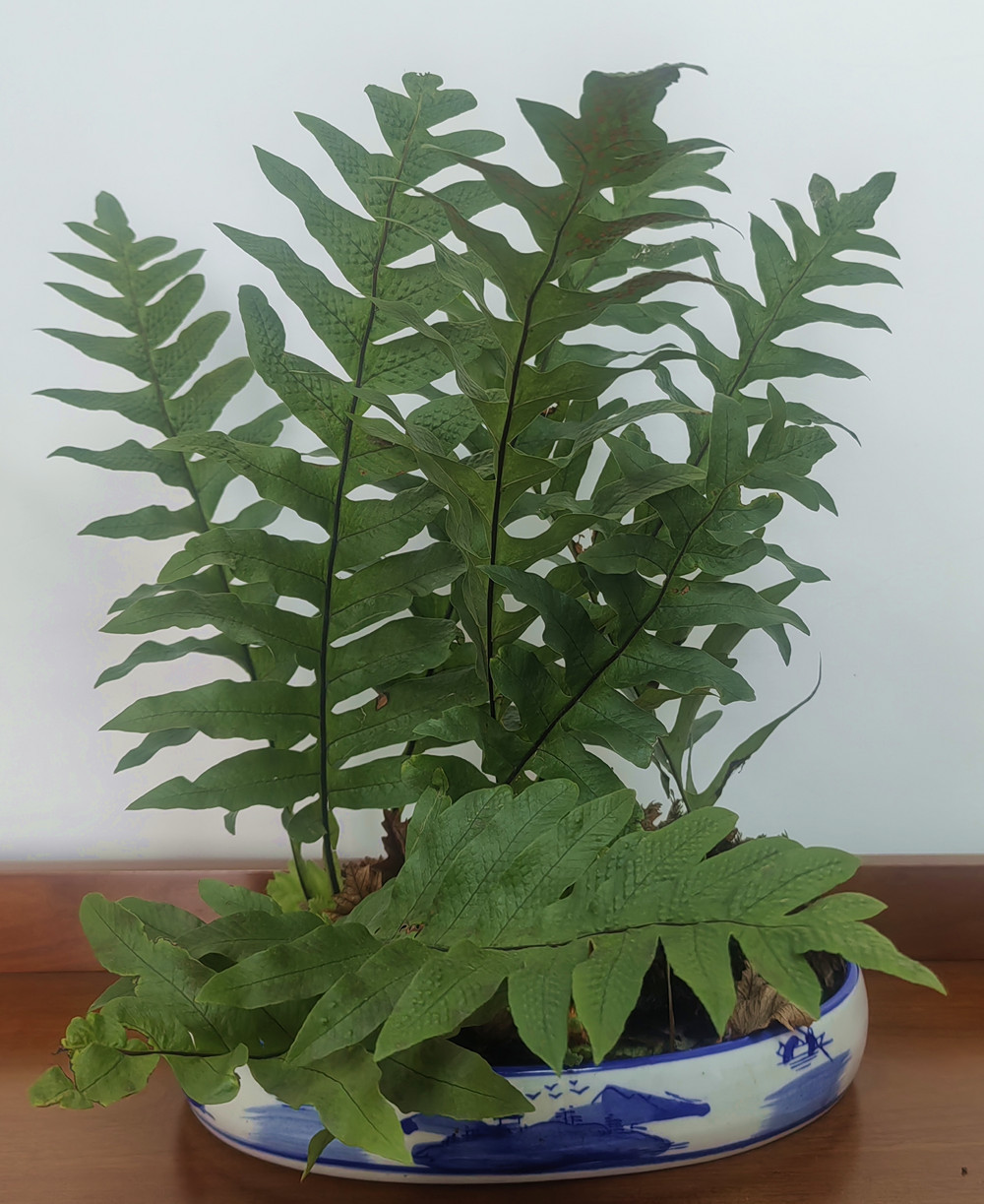 物种故事｜槲蕨：“蕨”世珍奇 跌打良药