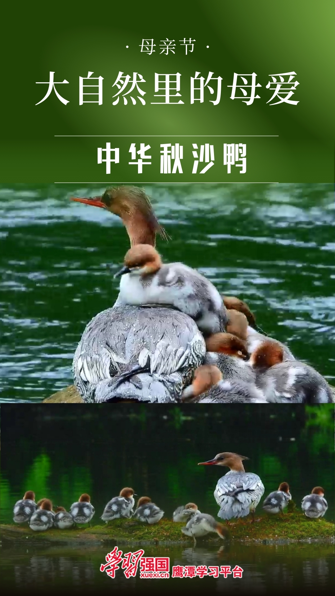 海报|鹰潭：大自然里的母爱