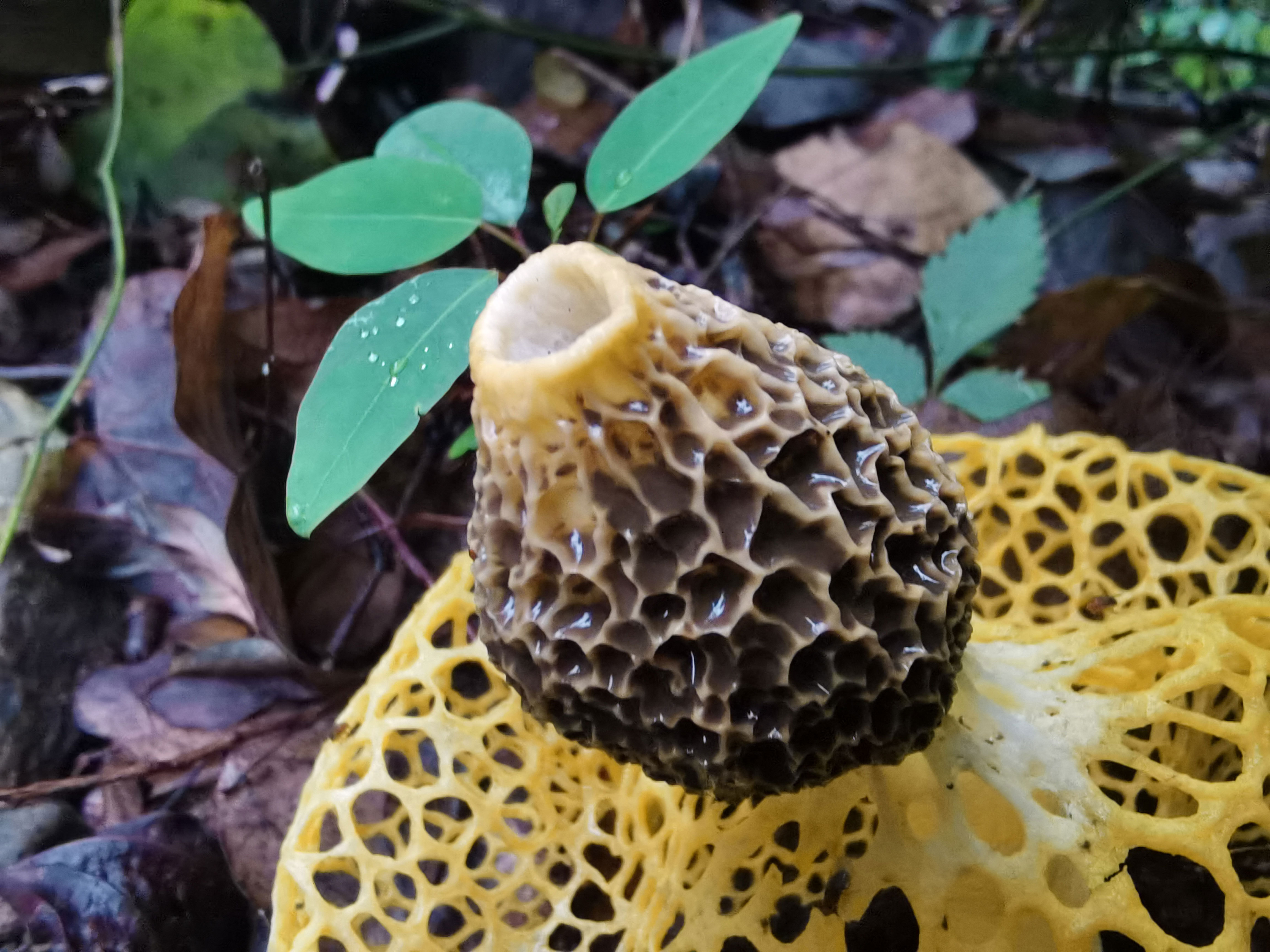 物种故事|黄裙竹荪：爱穿黄裙子的药材