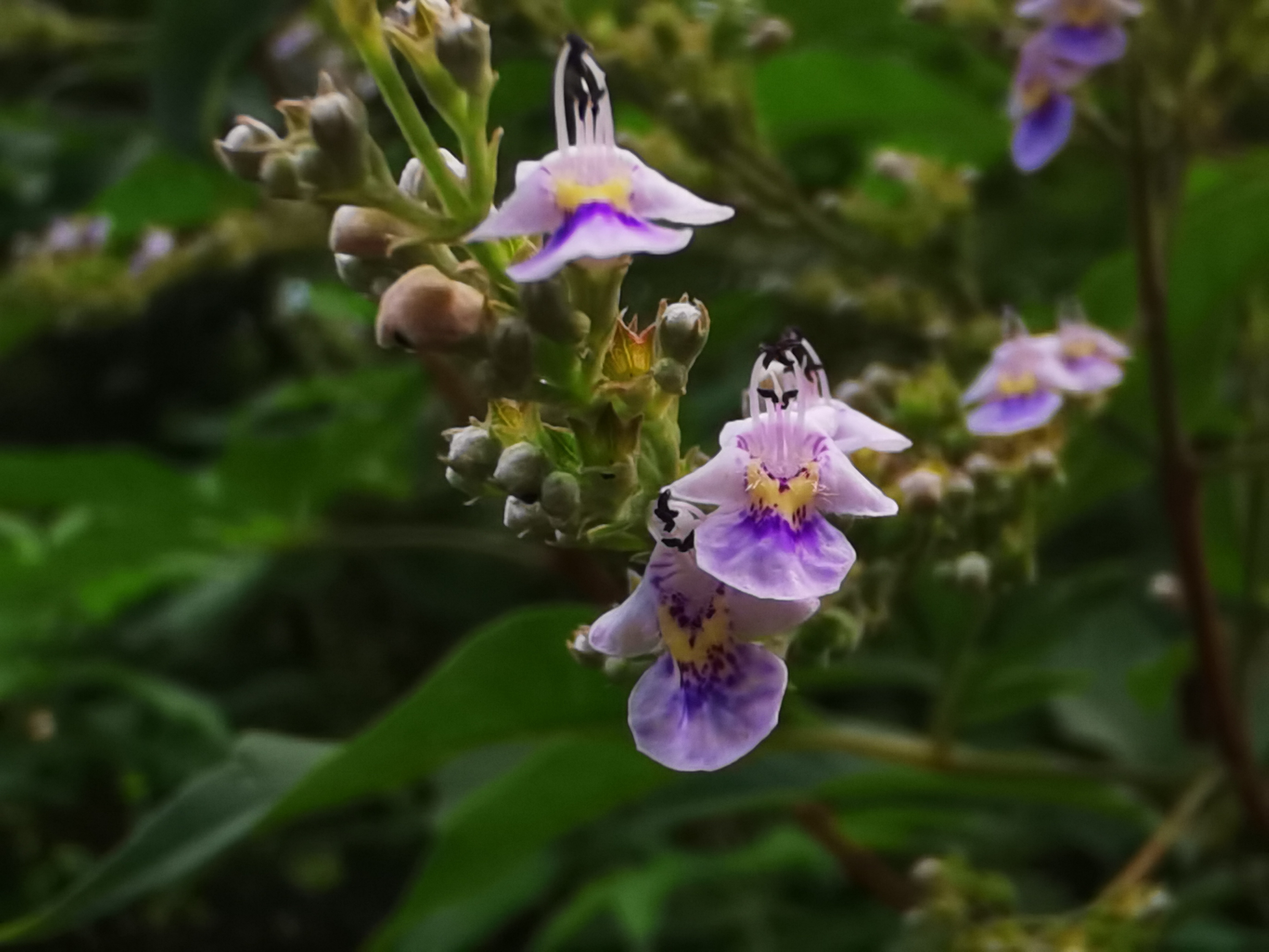 物种故事|牡荆：不只是“负荆请罪”的荆条 更是古代驱蚊“神器”