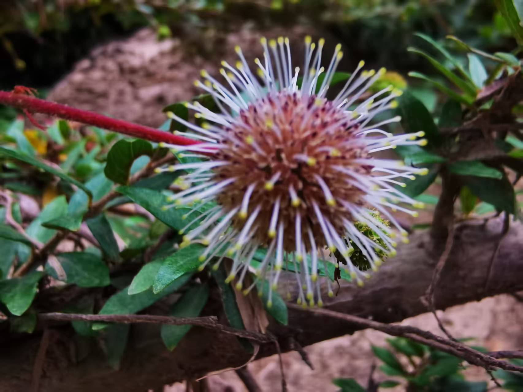 物種故事|水團(tuán)花：生性好水的“棉花糖”