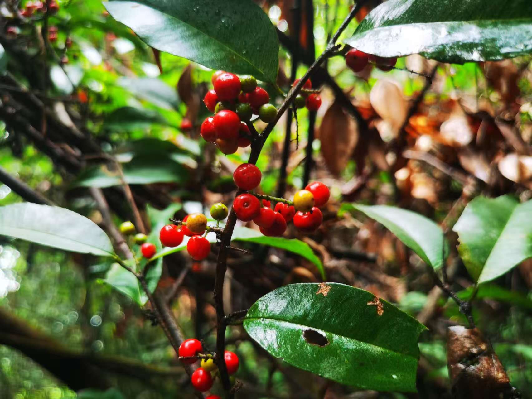 物种故事|密齿酸藤子：能驱虫的神奇植物