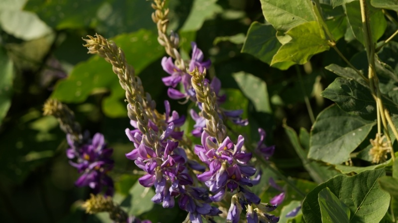 物种故事|葛：浑身是宝的“亚洲人参”