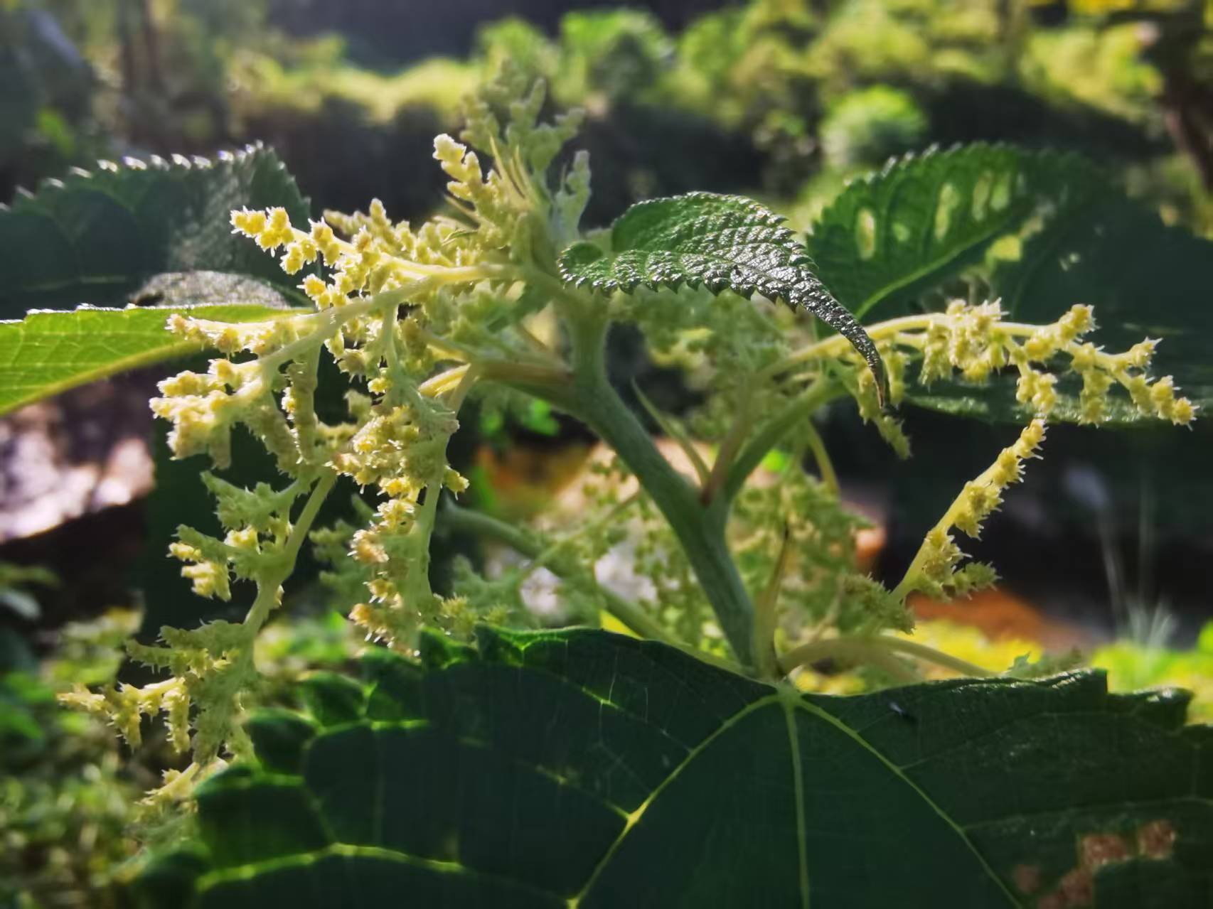 物种故事|苎麻：穿越千年时光的“中国草”