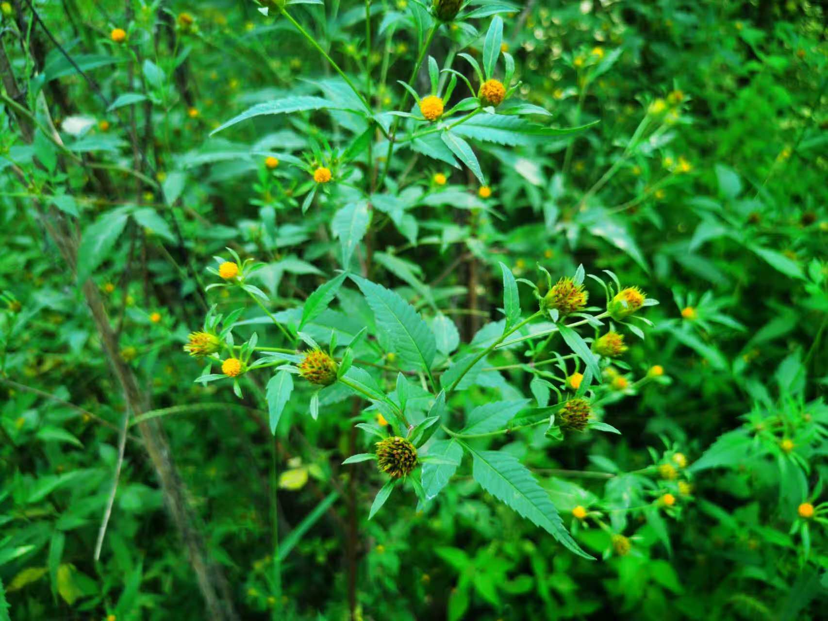物种故事|鬼针草：具有药用价值的“恼人杂草”