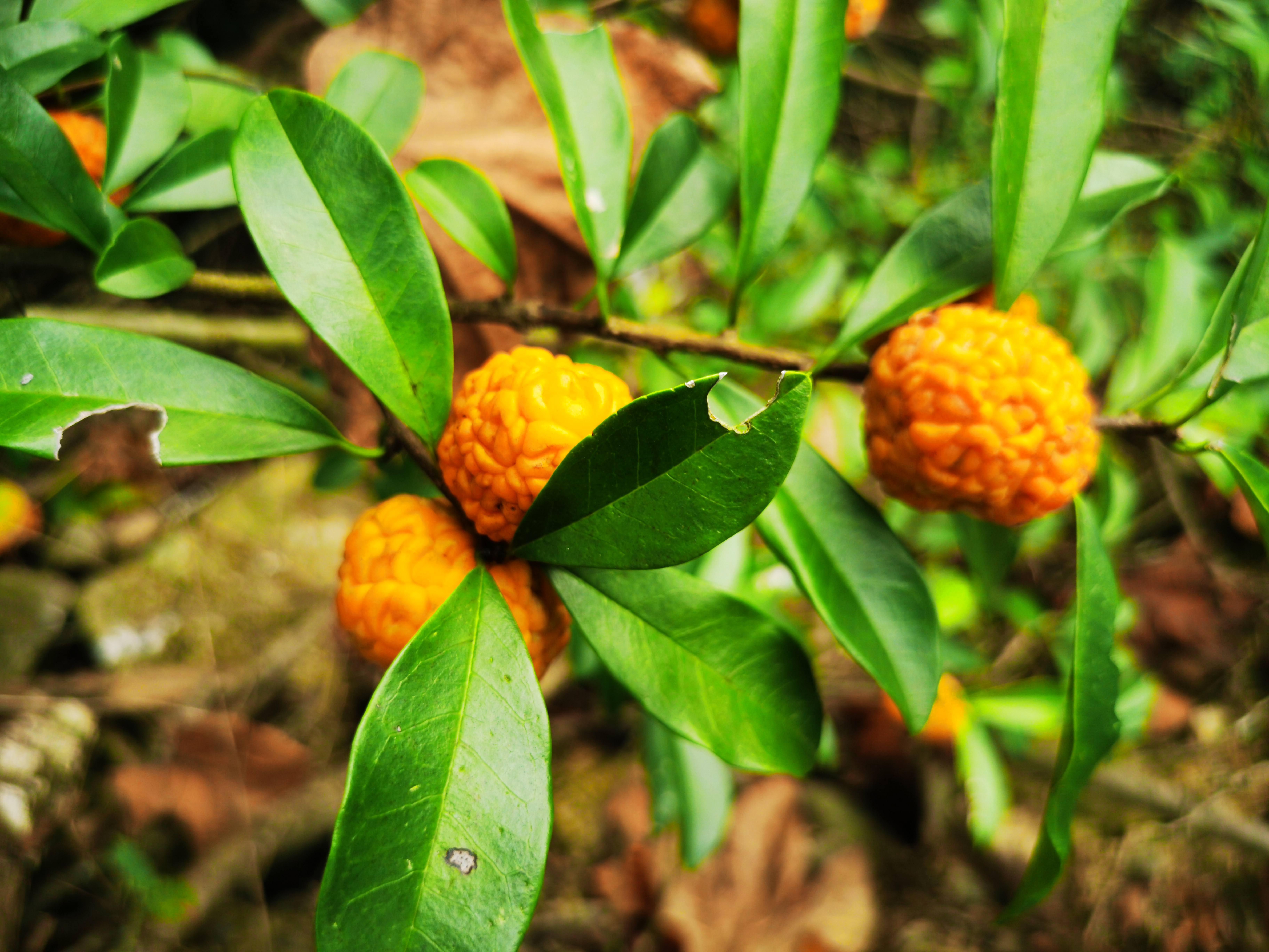 物种故事|构棘：酸甜可口的“带刺荔枝”