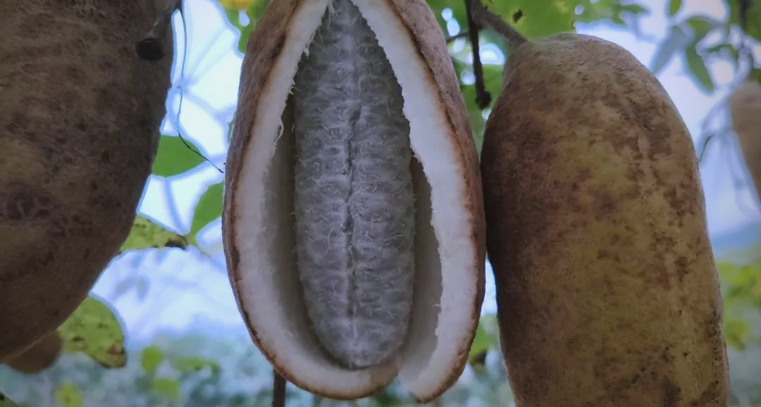 物种故事|八月瓜：深山里的“土香蕉”