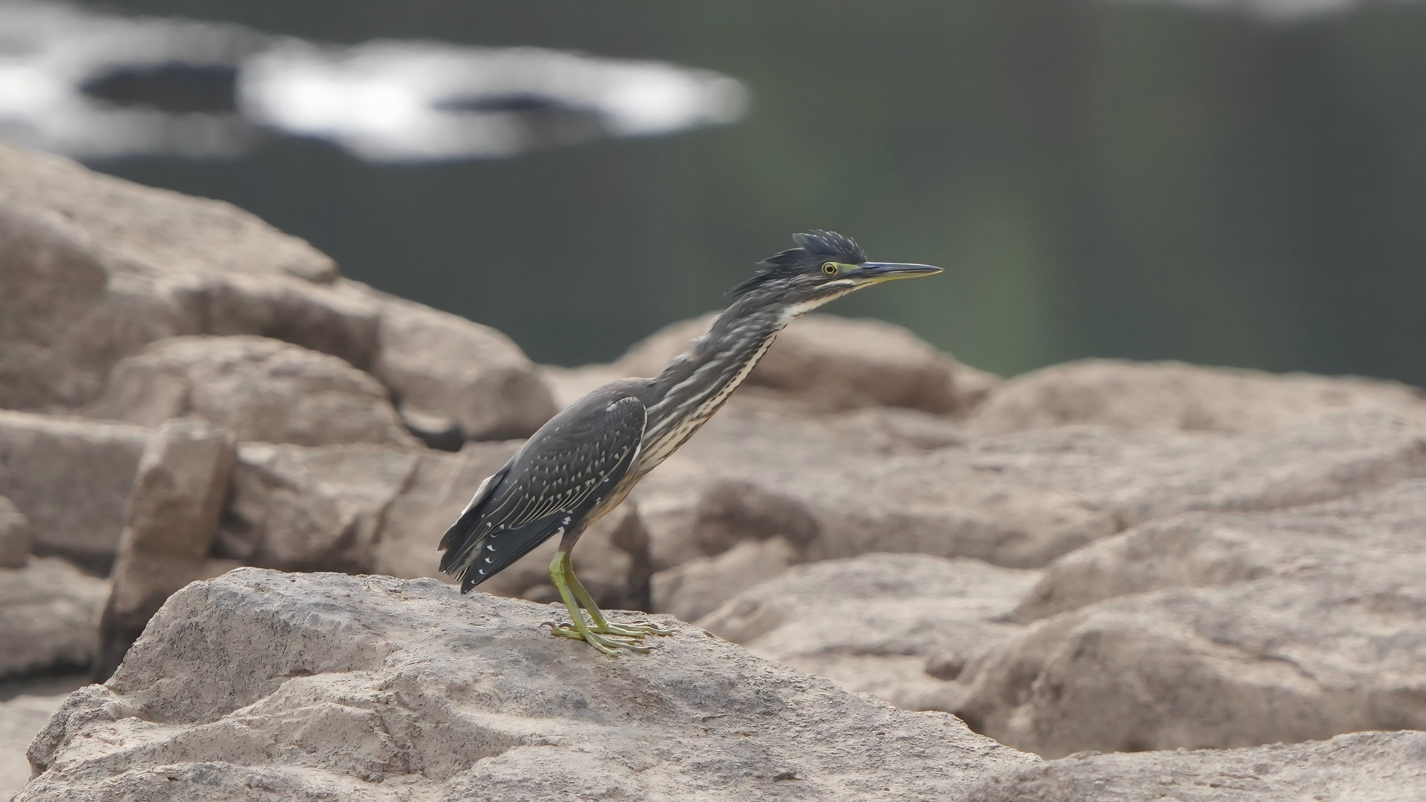 物种故事|绿鹭：捕鱼“战术大师”