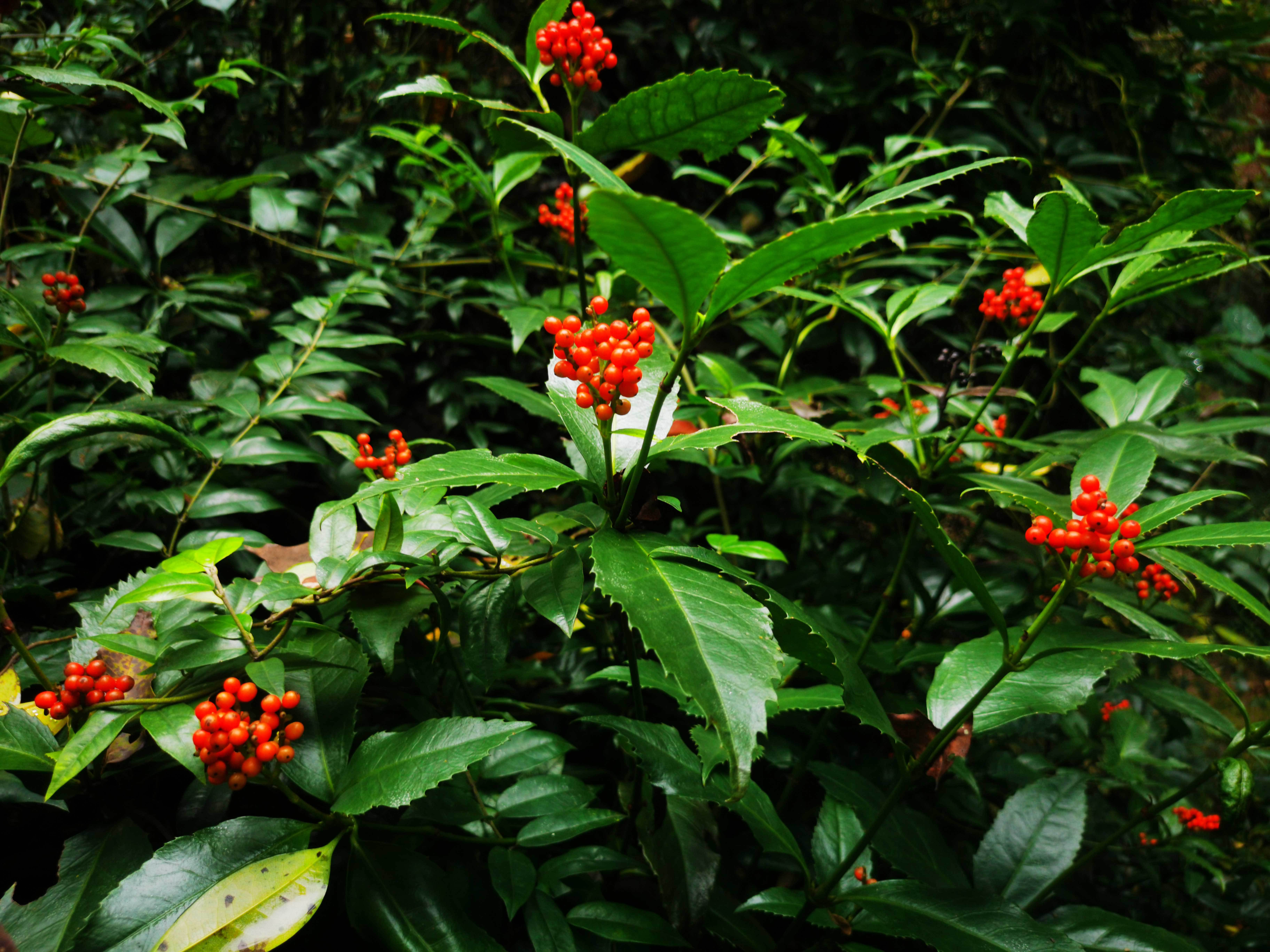 物种故事|草珊瑚：赏心悦目“红珊瑚”