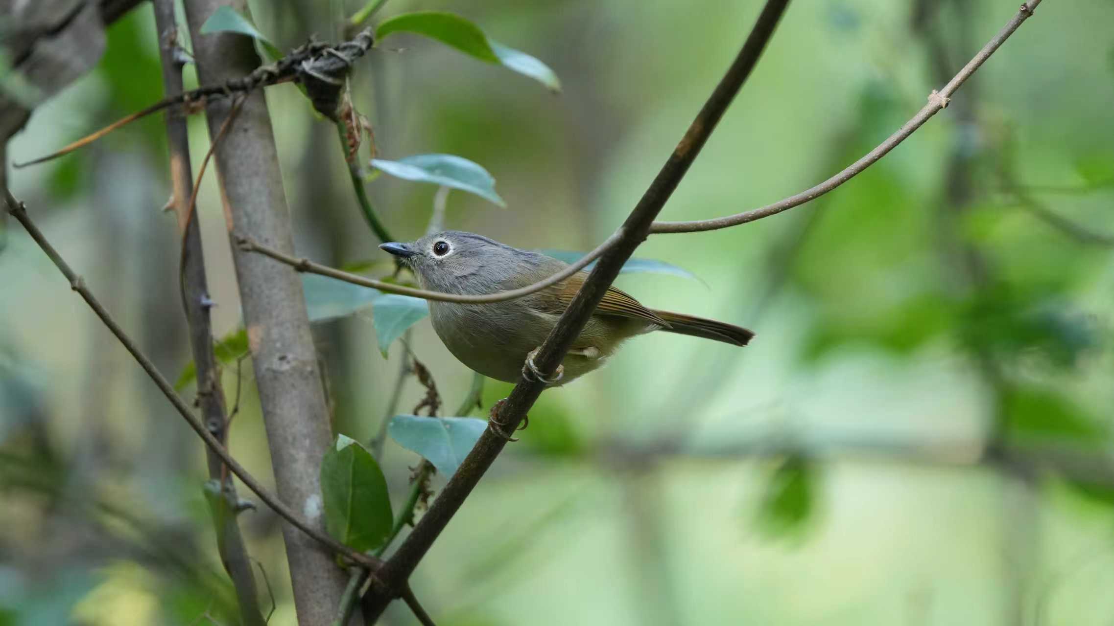物种故事|淡眉雀鹛：跃动的林间歌手