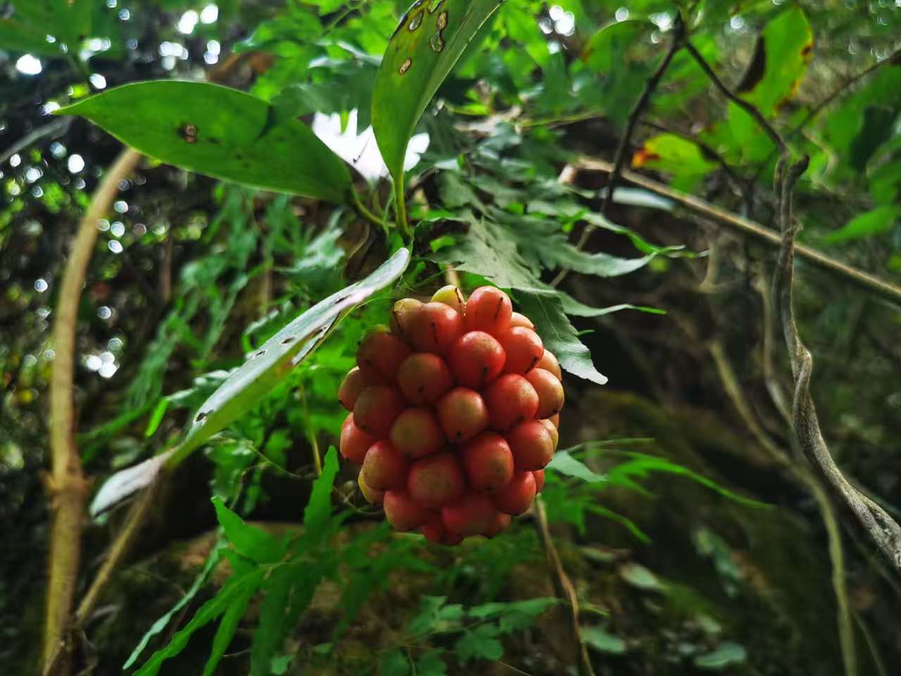 物种故事|五味子：与人生“五味”可媲美的中药材