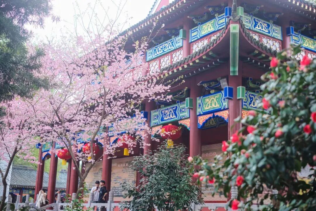 报！龙虎山天师府的樱花开了！