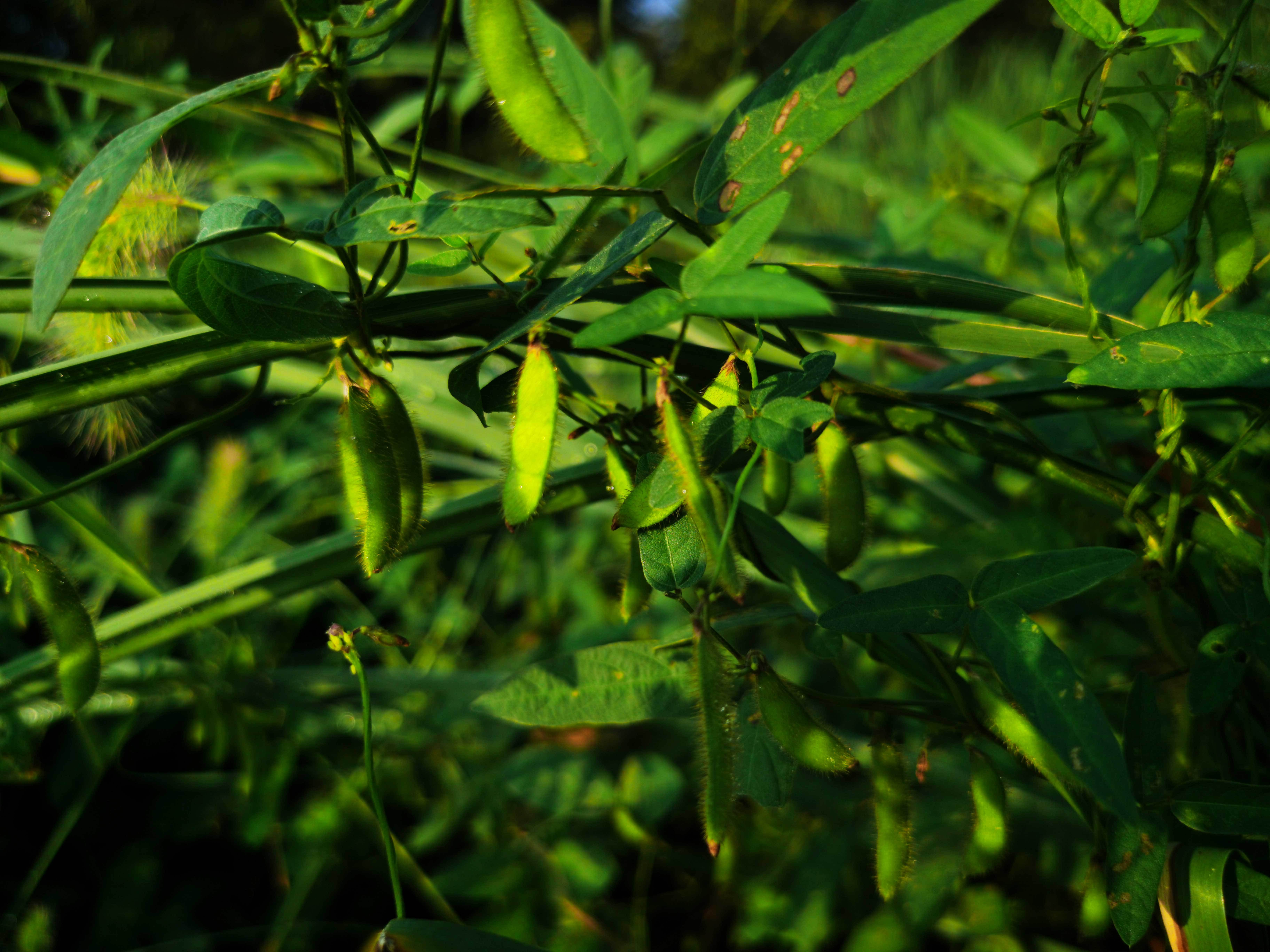 物种故事|野大豆：大豆的祖先