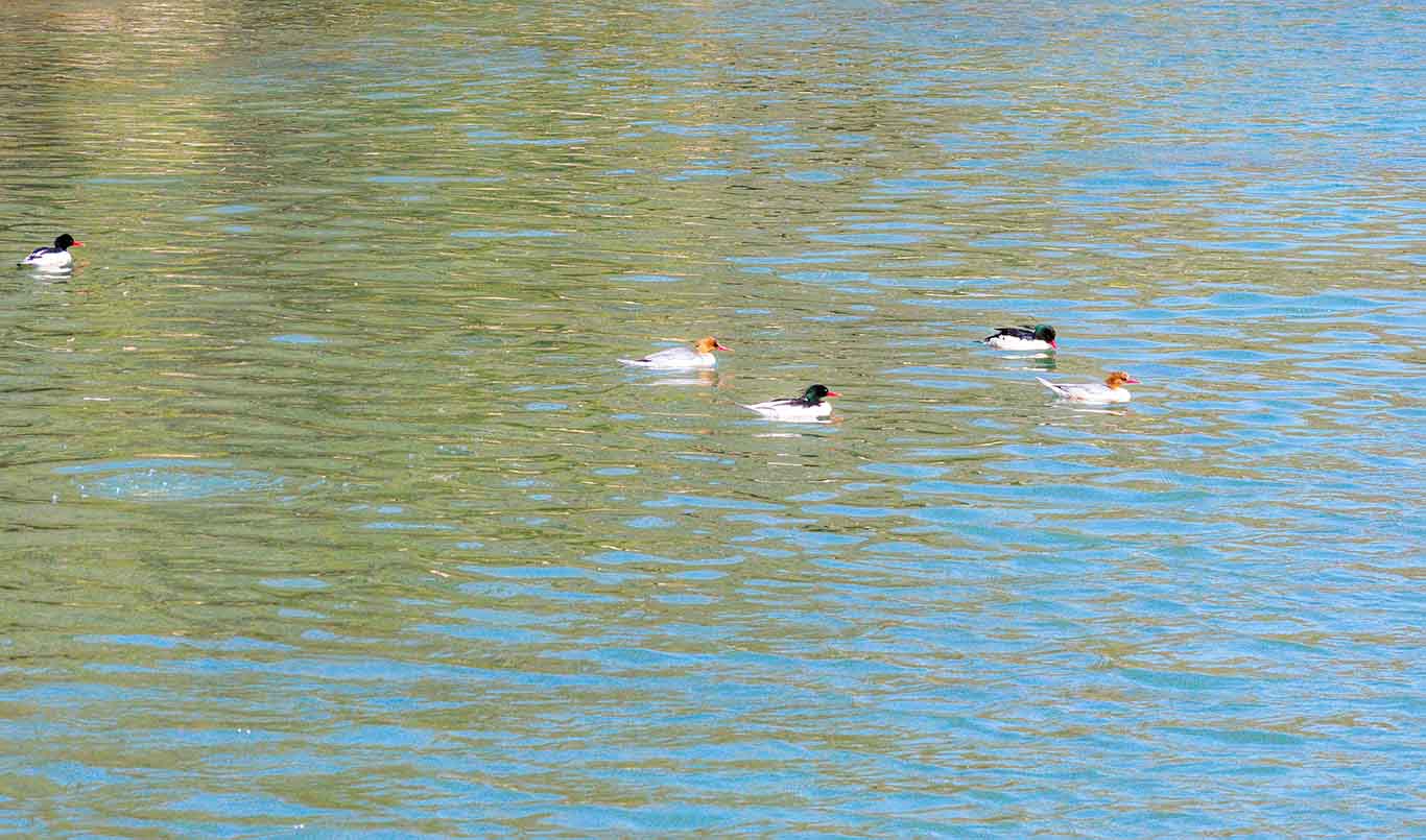 倒计时!龙虎山“顶流鸭”要回东北老家了