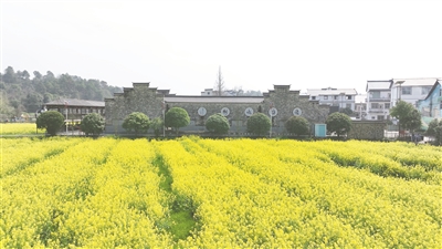 贵溪金屯镇：油菜花开满目金 乡村旅游春意浓