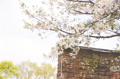 花海绚烂绘就城市新画卷