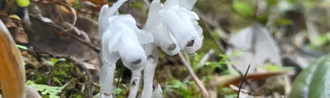 江西贵溪市再现“死亡之花”水晶兰