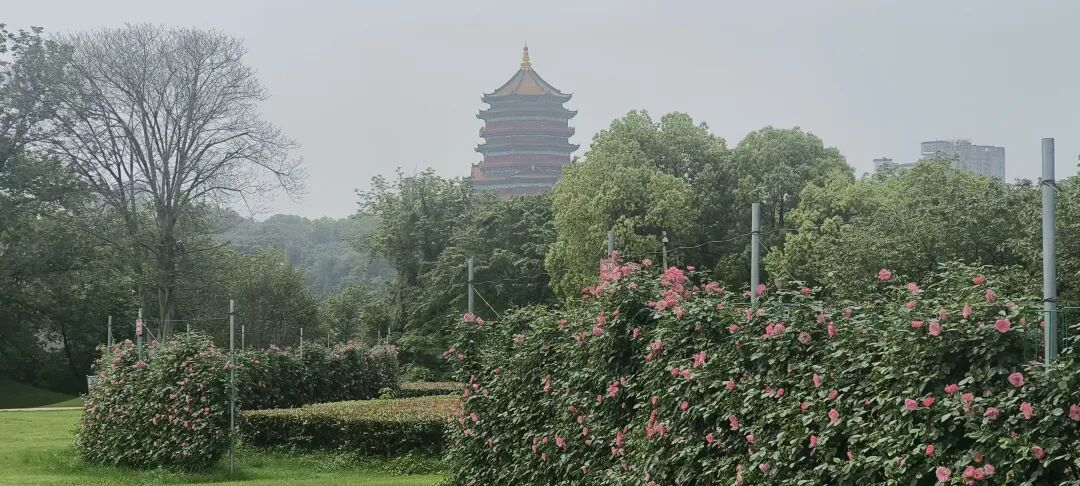 月季盛景扮靓鹰城