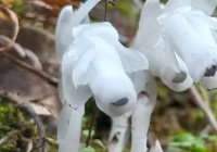 江西贵溪市再现“死亡之花”水晶兰