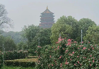 月季盛景扮靓鹰城