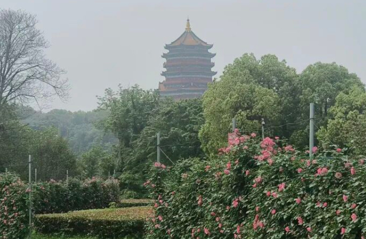 月季盛景扮靓鹰城