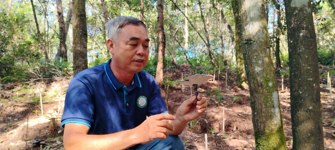 龙虎山镇口上村：林下灵芝喜获丰收 生态沃土生“金”富民