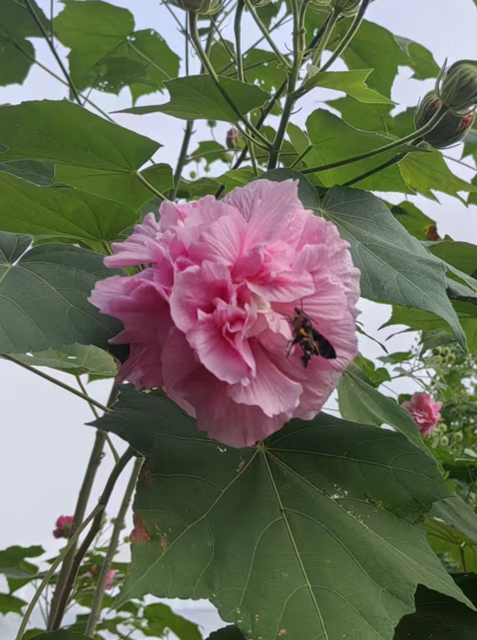 芙蓉花开扮靓鹰城