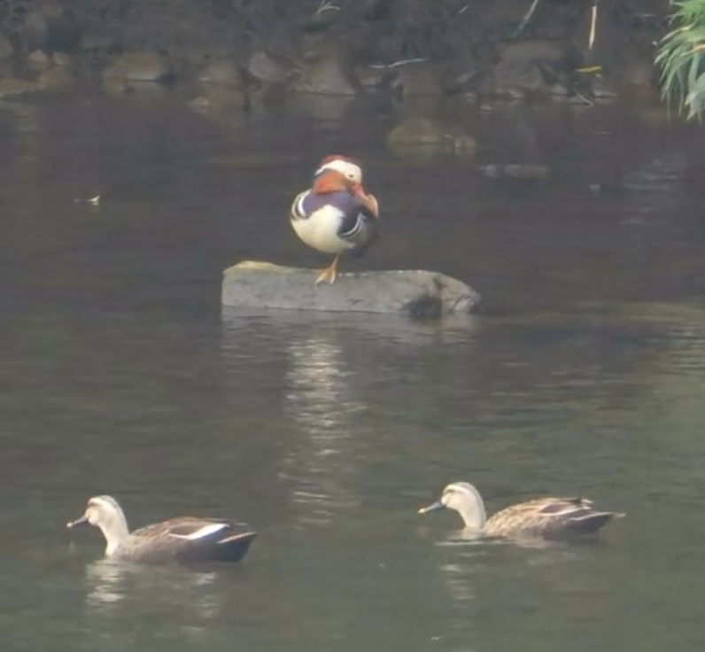 泸溪河上新!鸳鸯、斑嘴鸭同游龙虎山